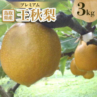 【ふるさと納税】プレミアム王秋梨　3kg【配送不可地域：離島・北海道・沖縄県】【1733705】