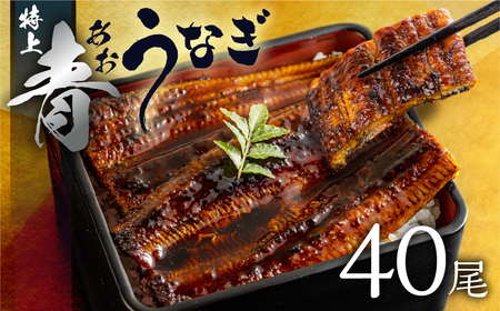 最高級 特上 幻の青うなぎ 40尾 うなぎ