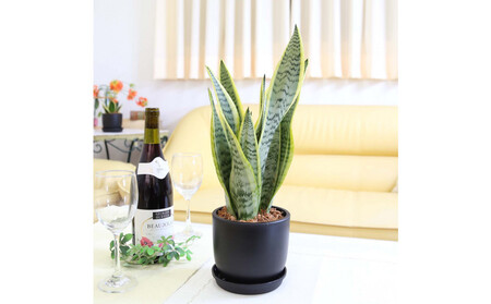 《先行予約》【観葉植物】サンスベリア 5号 ブラック丸プラスチック鉢（Bowl）土の表面:ウッドチップ｜観葉植物 インテリア 部屋 おしゃれ 福岡県筑前町 送料無料