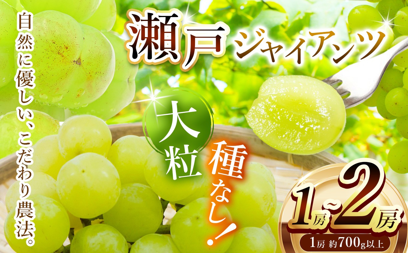 
                  【先行予約】【選べる内容量】瀬戸ジャイアンツ (1房約700g～) 1房 / 2房 | フルーツ ぶどう ブドウ  葡萄 皮ごと 果物 くだもの 種なし 兵庫県 上郡町
                