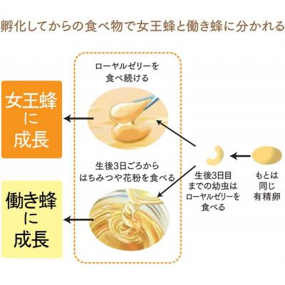 ふるさと納税 津山市 100%ローヤルゼリー粒(11631) |  | 01