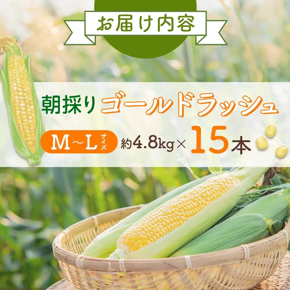 【先行予約】朝採り とうもろこし ゴールドラッシュ 4.8kg (M～Lサイズ×15本)(2026年8月中旬発送) | とうもろこし 北海道産 _03903