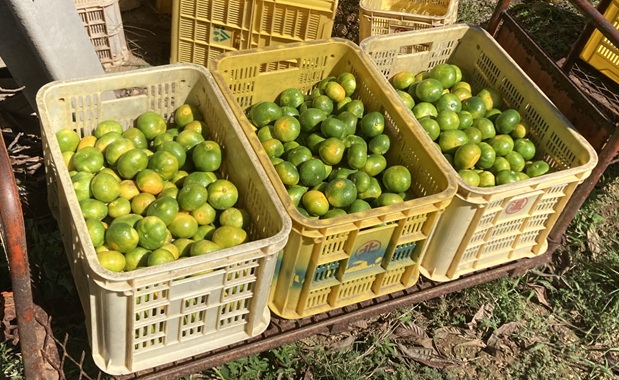 極早生みかん 2kg  農園直送 先行予約 【9月中旬以降発送】 愛媛 数量限定 愛媛県産 人気 柑橘 伊予市｜A97