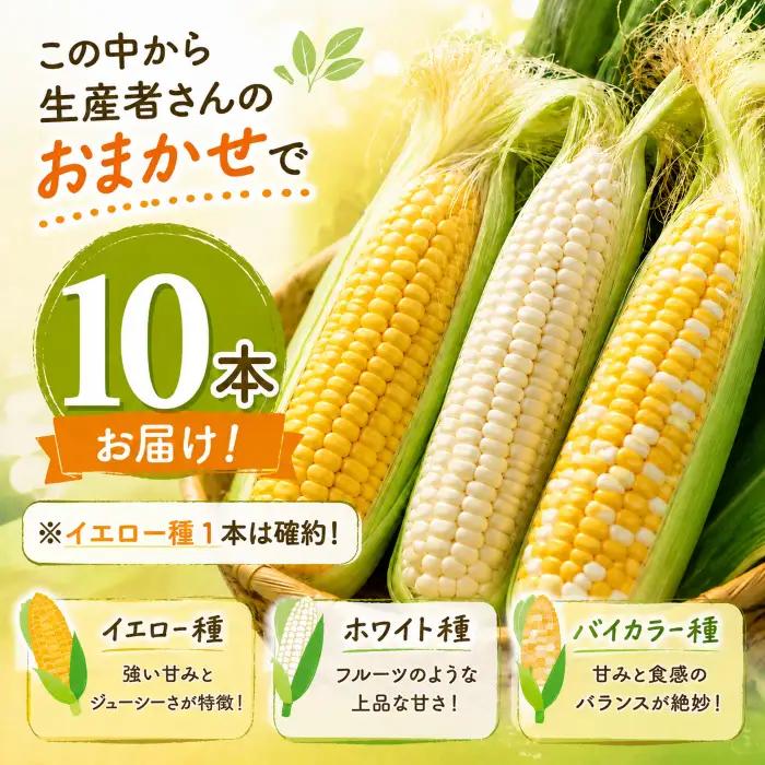 【先行予約】 (2026年11月~順次発送) 【とうもろこし】 南国フルーツコーン福袋 10本 ( イエロー 、 ホワイト 、 バイカラー からランダム) 高知県産 とうもろこし