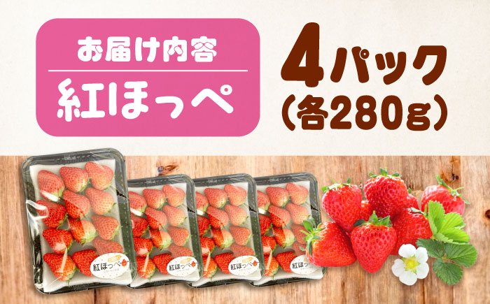 【2026年1月以降順次発送】先行予約　果物 【冷蔵】 こだわりの紅ほっぺ 280g 4パック 広島県福山市/立花いちご農園 いちご 苺 イチゴ 紅ほっぺ フルーツ 産地直送 [BAFN001]