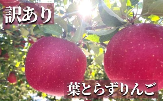 【ふるさと納税】No.2437 訳あり 葉とらずりんご サンふじ ご家庭用 約5kg【2025年度発送】
