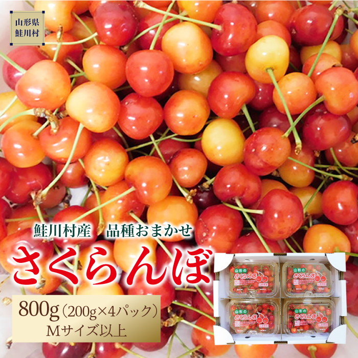 【令和8年産 早期受付】 鮭川村産さくらんぼ ＜品種おまかせ＞ フードパック800g（200g×4P）