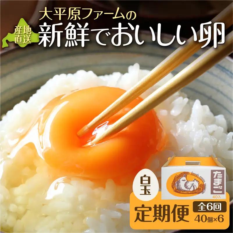 【6回定期便】大平原ファームの新鮮でおいしい卵 計40個(白卵)×6ヶ月【 北海道 清水 卵 240個 こだわり卵 卵かけご飯 玉子 タマゴ 卵焼き TKG 温泉卵 オムレツ ゆでたまご 栄養満点  国産 定期便 】_S035-0004
