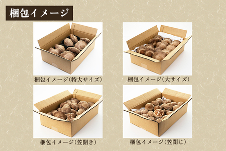 【2026年先行予約】生しいたけ 並サイズ（笠開き） 約1kg（24〜36個）《10月中旬～順次出荷》