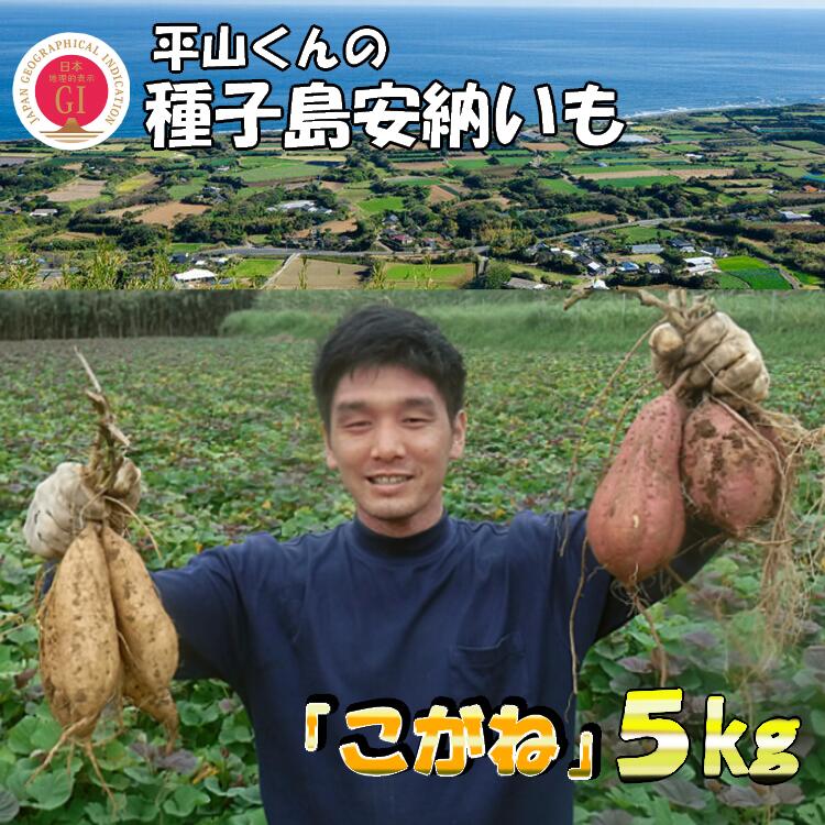 【ふるさと納税】 ＼ 新物 受付開始 ／ 平山くんの種子島安納いも「こがね」（Mサイズ）5kg