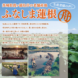 【先行予約】【特選】ふなしま蓮根(4kg箱)3～6本【レシピ 高品質 幻の蓮根 老舗 希少品種 柔らかい】(82-01)
