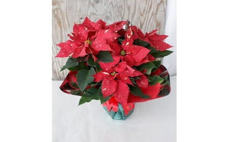 グリーンのある生活を観葉･多肉･花鉢植物（12か月）