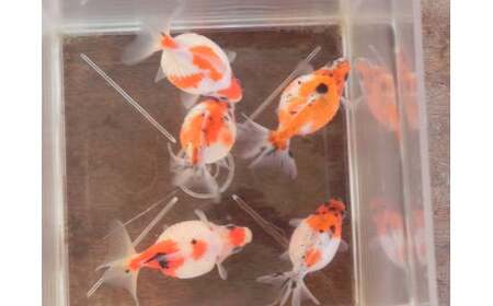 【 先行予約 】 金魚 キャリコピンポンパール 3匹セット | ピンポンパール きんぎょ 生体 新潟県 五泉市 有限会社エンドウ酒店（令和７年10月以降順次発送）