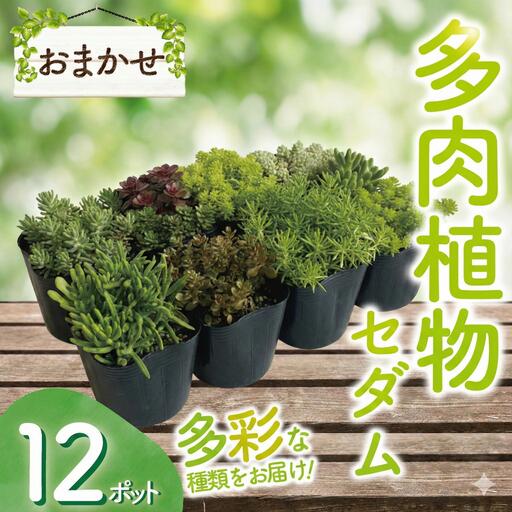 【ふるさと納税】 多肉植物 おまかせ 12ポット セット 多肉 植物 セダム たにくしょくぶつ ショクブツ タニク 多種類 グリーン インテリア 自然 DIY アクレ カーペット グリーン 白花タイトゴメ ステファニーゴールド ツルマンネングサ 観葉植物 渡辺花園 神奈川 湘南 藤沢