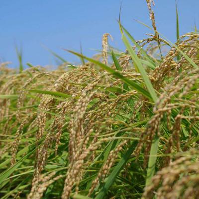 ふるさと納税 糸島市 農薬使わない栽培 ! 糸島産ヒノヒカリ 5kg、 玄米食・分搗き対応![ABB005] |  | 03