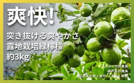 露地 グリーンレモン 約3kg 【2026年10月中旬以降発送】