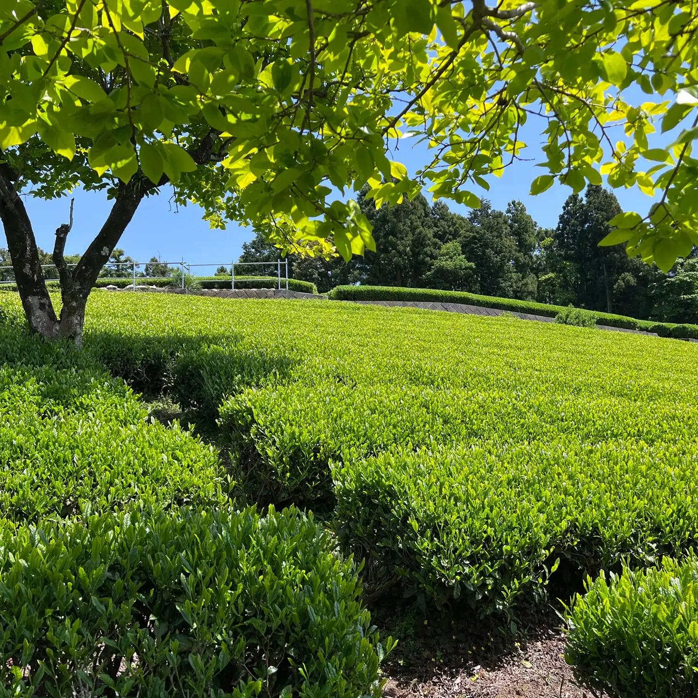【３個セット】水源の森で育った自然栽培茶　竜集粉末茶【 茶 お茶 茶葉 美味しい神奈川県 山北町 】