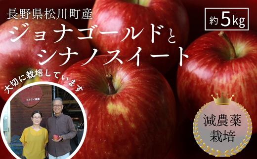 
                  YN17 りんご ジョナゴールド＋シナノスイート詰合せ 約5kg 減農薬栽培 秀品／2026年10月上旬頃から配送予定 // りんご リンゴ 林檎 ジョナゴールド シナノスイート 減農薬栽培  松川町産
                