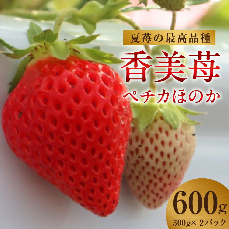 【期間限定】【ふるさと納税】夏イチゴの最高級品種　【ペチカほのか】 300g（12～24粒）× 2パック 【計600g】香美町で育てた香美苺 いちご 果物 苺 送料無料 7月から11月までの間に発送いたします。