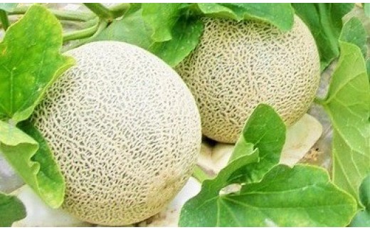 
草津メロン
