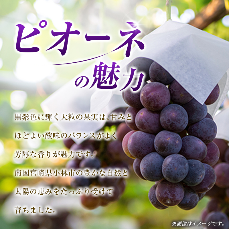 【E238】【令和8年発送 先行予約】小林市産 ピオーネ 2kg（ぶどう ブドウ ピオーネ フルーツ 果物 くだもの 先行受付 限定）