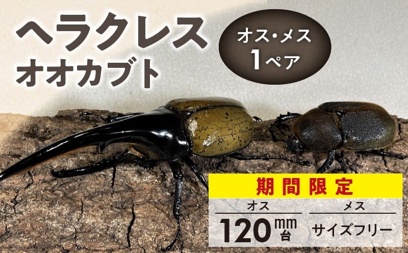 
            【ヘラクレスオオカブト】オス（120mm台）・メス（サイズフリー）　1ペア_期間限定 ヘラクレスオオカブト オス 120mm台 メス サイズフリー 1ペア カブトムシ ヘラクレス 虫 昆虫 成虫 ペアリング 自家製オリジナルマット 産卵 幼虫飼育管理 羽化 かぶとむし養殖工房ダイナステスPlus お取り寄せ 九州 福岡県 久留米市 送料無料_Pb010
          
