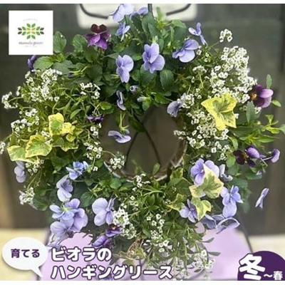 ふるさと納税 藤枝市 パンジー・ビオラとアリッサムorアイビーのハンギングリース寄せ植え |  | 01