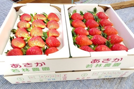 《数量限定》幻のいちごあさか規格外サイズ（260g×4パック） ｜ いちご イチゴ 苺 栃木県 果物 フルーツ 新鮮 贈答 ギフト 高級 希少 ※2026年1月中旬～2月中旬頃に順次発送予定