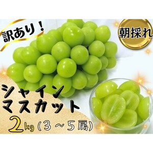 【2025年先行受付】お試しフルーツ王国岡山シャインマスカット2kg!　朝採れぶどう3～5房【配送不可地域：離島】【1633324】