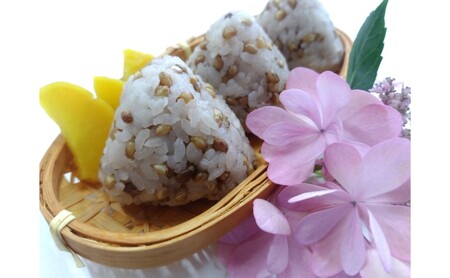 もち麦 ダイシモチ 佐賀県産 もち麦【2kg(1kg×2袋)】