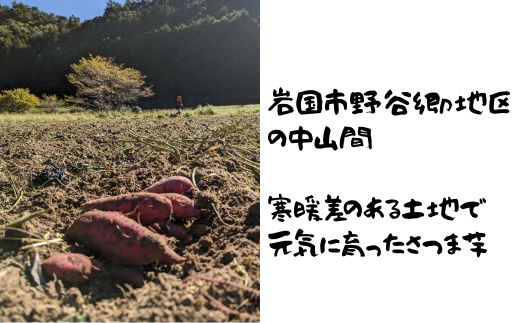 山口県岩国市産 さつまいも シルクスイート 金時 4.8kg 国産