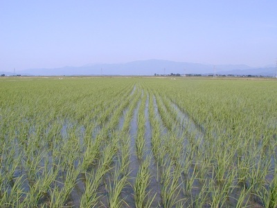 【令和7年産】雪温精法　新潟県産こしひかり　5Kg
