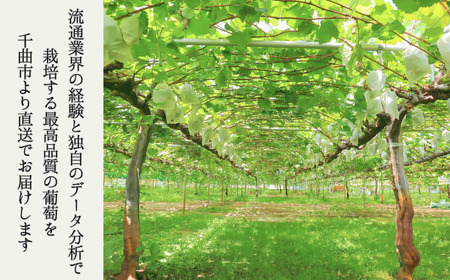 【2026年先行予約】シャインマスカット 露地栽培 秀品(特大粒) 4房入り(約1.6kg)| シャインマスカット