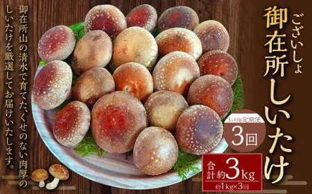 【3ヶ月毎 3回定期便】御在所肉厚生しいたけ 計約3kg 1回あたり約1kg（計3回） 生しいたけ しいたけ 椎茸 シイタケ 肉厚 山菜 お取り寄せ 冷蔵
