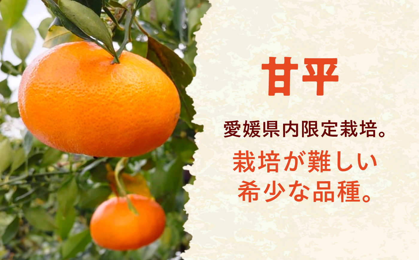 みかん 訳あり 甘平 サイズ不揃い 約10kg【1月上旬から2月下旬まで順次発送】/ フルーツ 果物 蜜柑 ミカン オレンジ 訳あり 訳アリ 小玉 甘い 先行予約 10kg 愛媛 / 愛媛県砥部町/え
