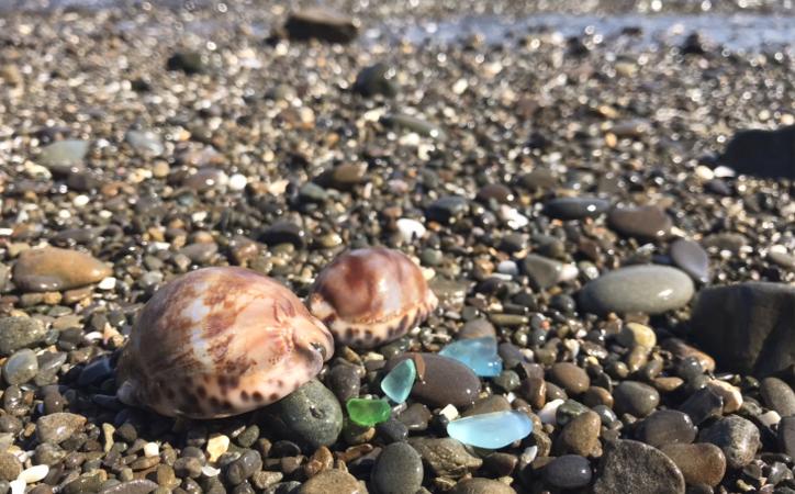 種子島の海辺で、採集した「タカラガイ」を使用しています。