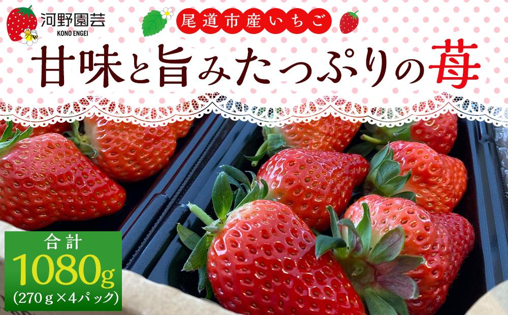 河野園芸の完熟いちご４パック ＜2025年1月から発送開始＞