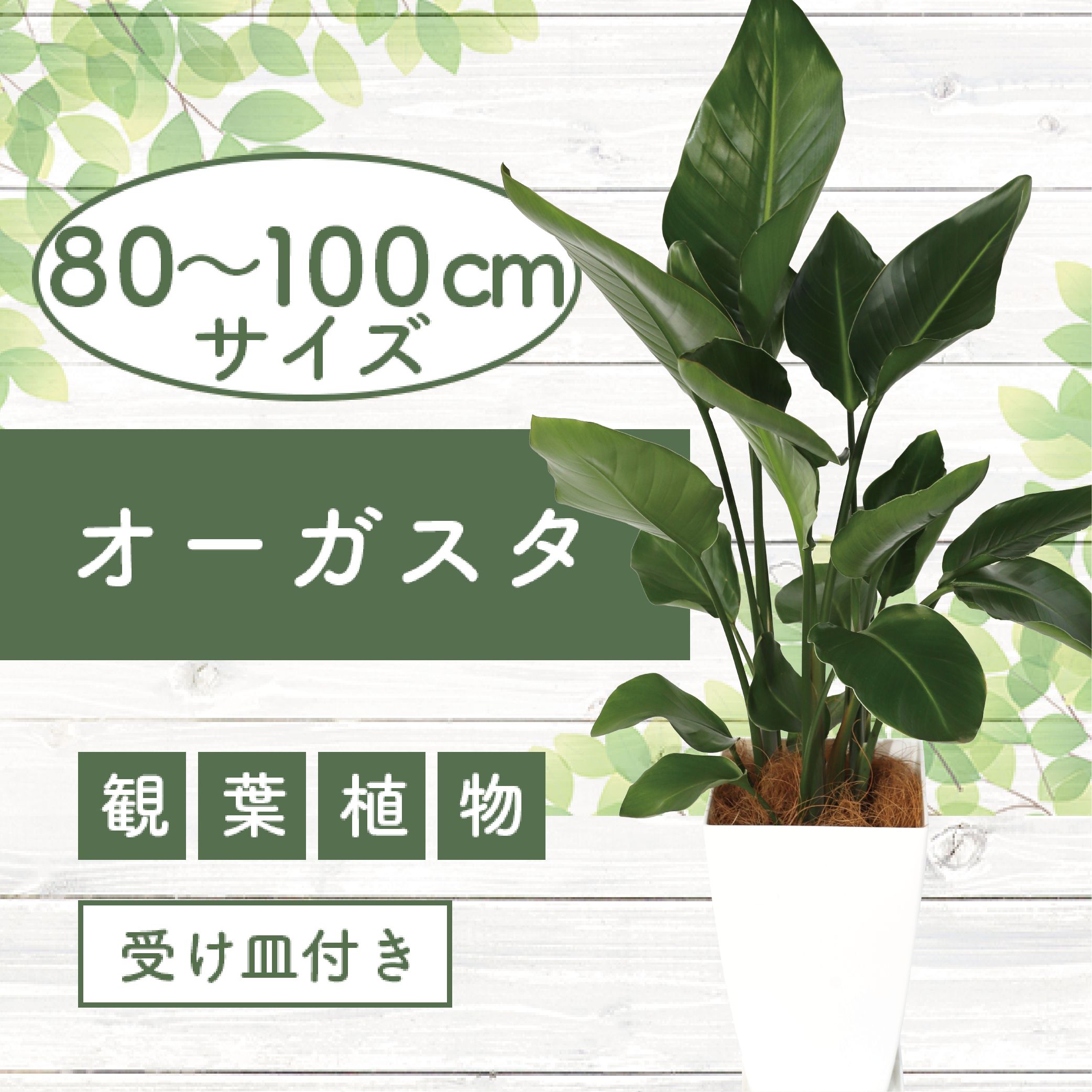 ＜2023年5月下旬以降順次発送＞オーガスタ8号サイズ(約90cm)南国鹿児島県で育った 観葉植物！植物 鉢付 インテリア 室内 オフィス おしゃれ プレゼント ギフト 開店祝い 移転祝い マイナスイオン