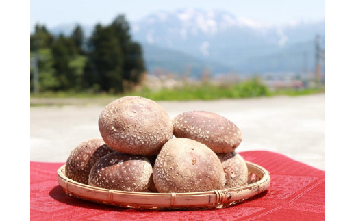 国産原材料のみ使用「肉厚な生椎茸500g」～八海山の雪解け水が豊富な地下水使用～【生椎茸 菌床 椎茸 南魚沼市 国産 八海山 地下水 きのこ 食材 新鮮 栽培 高品質 日本産 食べ物 地産地消 健康 食用 野菜 料理 食材配達 有機栽培食材 無農薬食材 地域特産品 季節食材 旬の食材】
