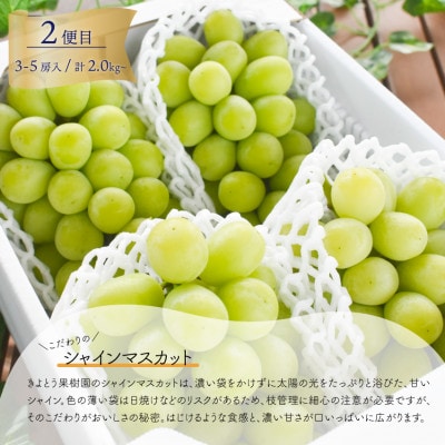 【発送月固定定期便】【きよとうファーム】藤稔とシャインマスカット各2kg入の定期便(岡山県産)全2回【配送不可地域：離島】