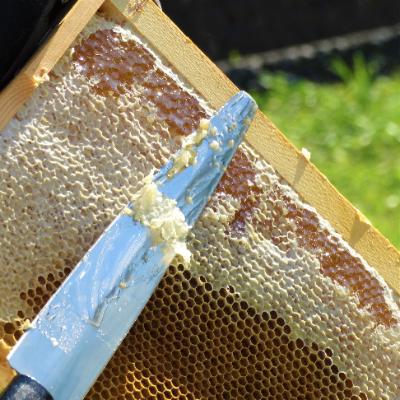 ふるさと納税 道志村 道志村産　天然はちみつ(1000g×3本) |  | 02