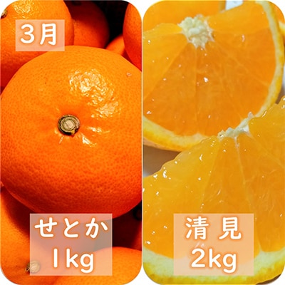【発送月固定定期便】愛咲果樹園「冬の柑橘定期便」(1月〜3月)全3回【F71−20】【4013391】