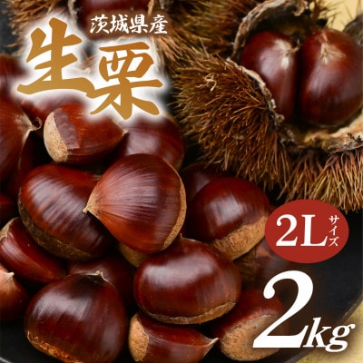 千代田のこだわり生栗 2kg 和栗 2Lサイズ | 茨城県 かすみがうら市【1787734】