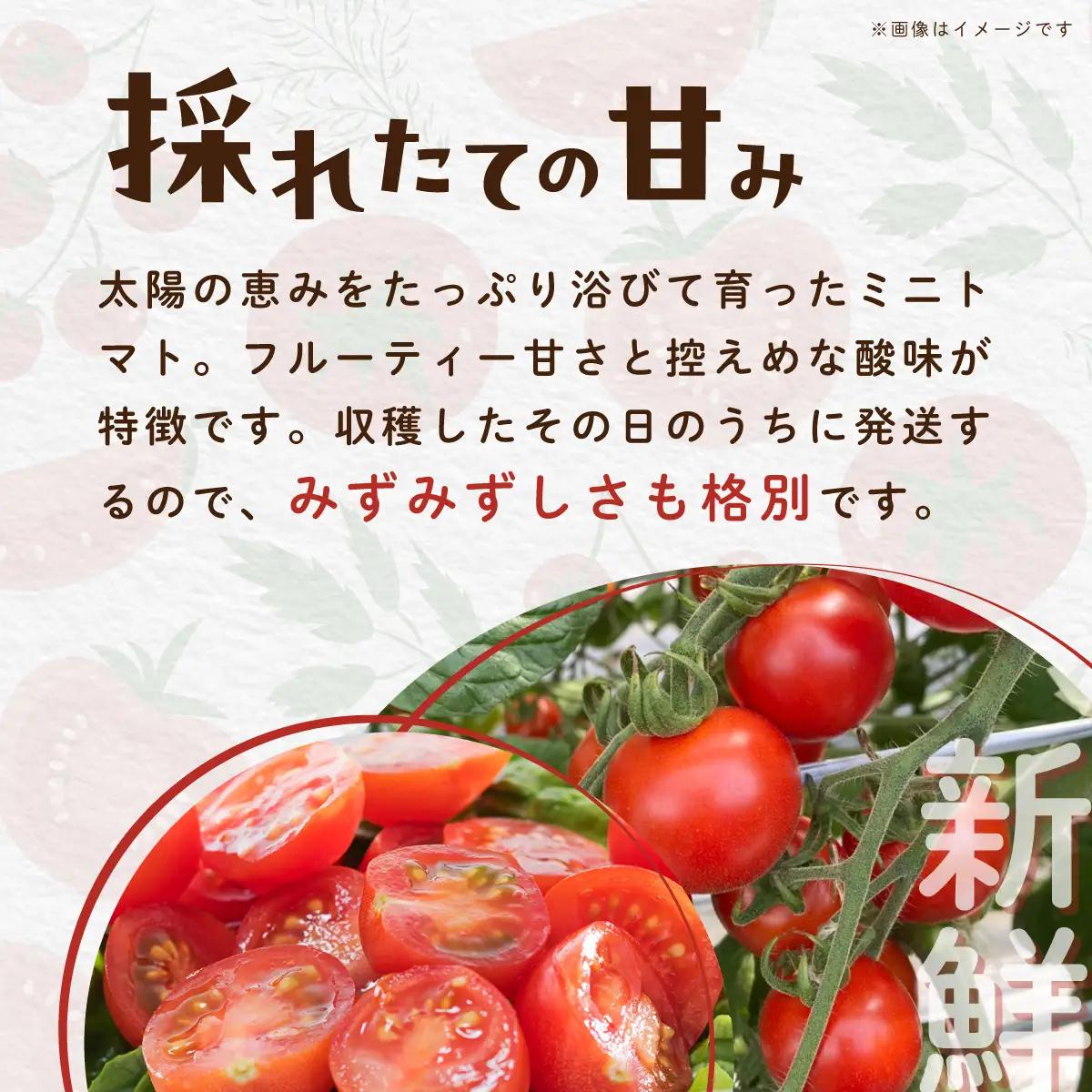 【先行予約】【発送期間は5月中旬～7月中旬、9月上旬～11月下旬】新鮮でフルーティーな小川ファームのミニトマト2.5kg(12パック入り)