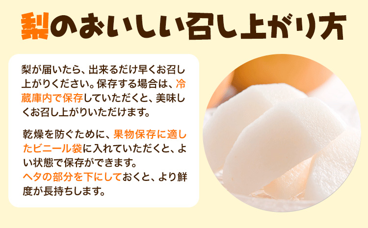 『坂西果樹園』の豊水梨 期間限定 たっぷり約5kg(8-15玉前後)こだわり抜かれた栽培方法！予約受付中 熊本県玉名郡玉東町産『坂西果樹園』なし 豊水 果物 スイーツ フルーツ デザート スムージー 