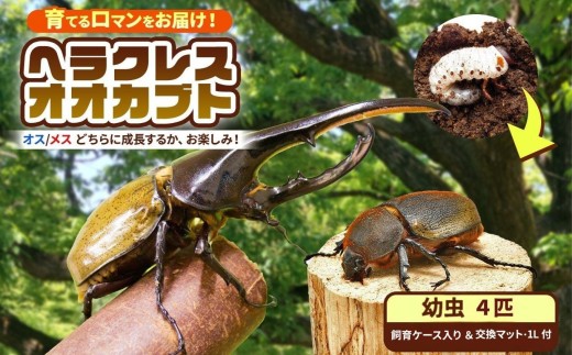 【 先行予約 】 ヘラクレスオオカブト 幼虫 4匹 【  2令後期 〜 3令初期 】（交換マット・1袋付） |  ヘラクレスヘラクレス カブトムシ かぶとむし カブトムシの大様 飼育セット プレゼント 生体 マット付 昆虫 自由研究 観察 飼育 にんにく農園君津 千葉 君津市 きみつ