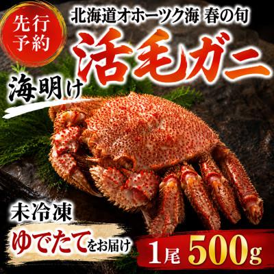 ふるさと納税 旭川市 【先行予約】北海道オホーツク産海明け活毛ガニボイル未冷凍チルド冷蔵配送500g前後×1尾_03499
