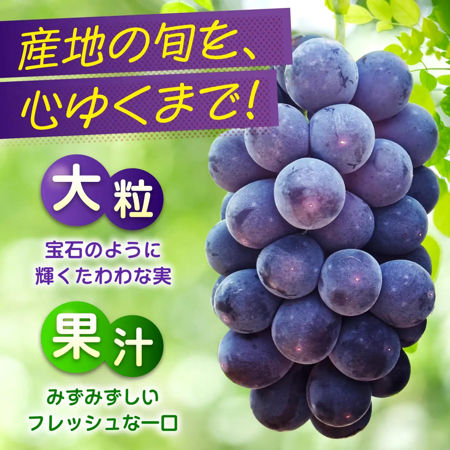 【期間限定/8月下旬から9月上旬頃発送】沼隈ぶどう「ピオーネ」 約2kg [BAEV002]ピオーネ