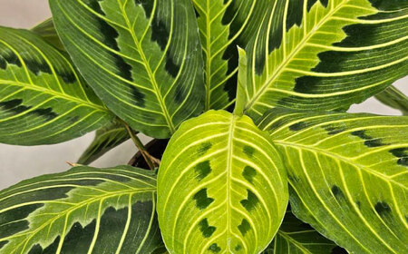 観葉植物 マランタレモンライム 鉢植え 大村市 エコグリーンヒガシ/マランタ 室内植物 植物 鉢付き インテリア おしゃれ ギフト プレゼント[ACAL010]