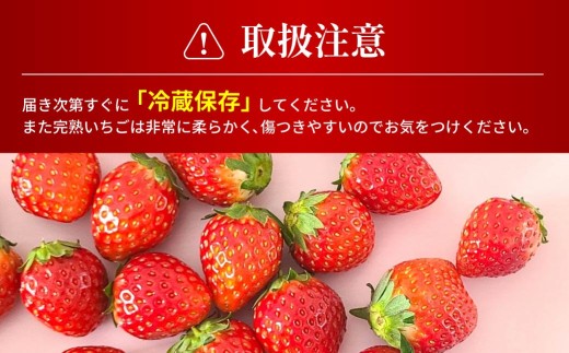 いちご やよいひめ 2026年いちご品評会金賞受賞 280g × 12パック 3360g 2027年 先行予約｜コク 甘み 朝採れ イチゴ 苺 高品質 たっぷり 新鮮 完熟 旬 ストロベリー 高級 産地直送 果汁 甘い あまい 人気 高評価 高糖度 ごほうび プレゼント 朝採れ  贈答用 あすかファーム 群馬県 前橋市